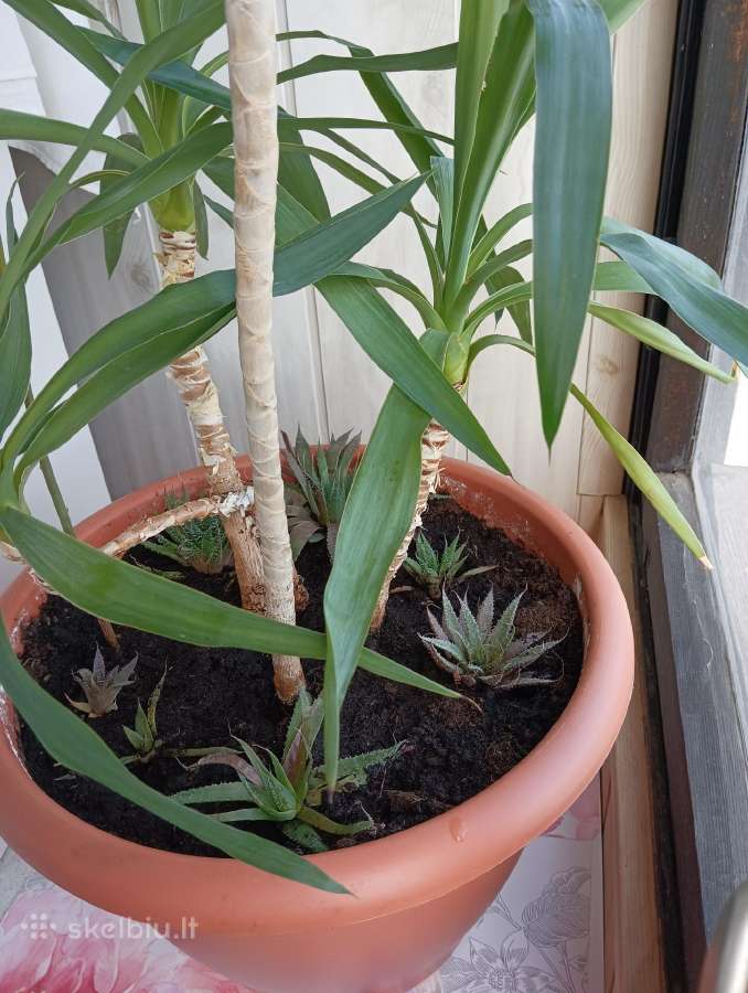 Juka + Dracena + avokadas + sukulentai - nuotraukos Nr. 2