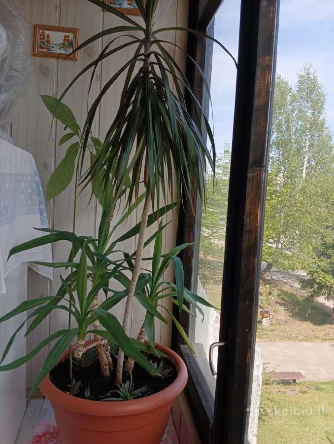 Juka + Dracena + avokadas + sukulentai - nuotraukos Nr. 3
