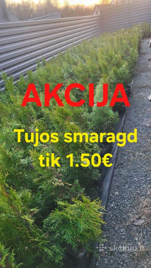 Tujos smaragd