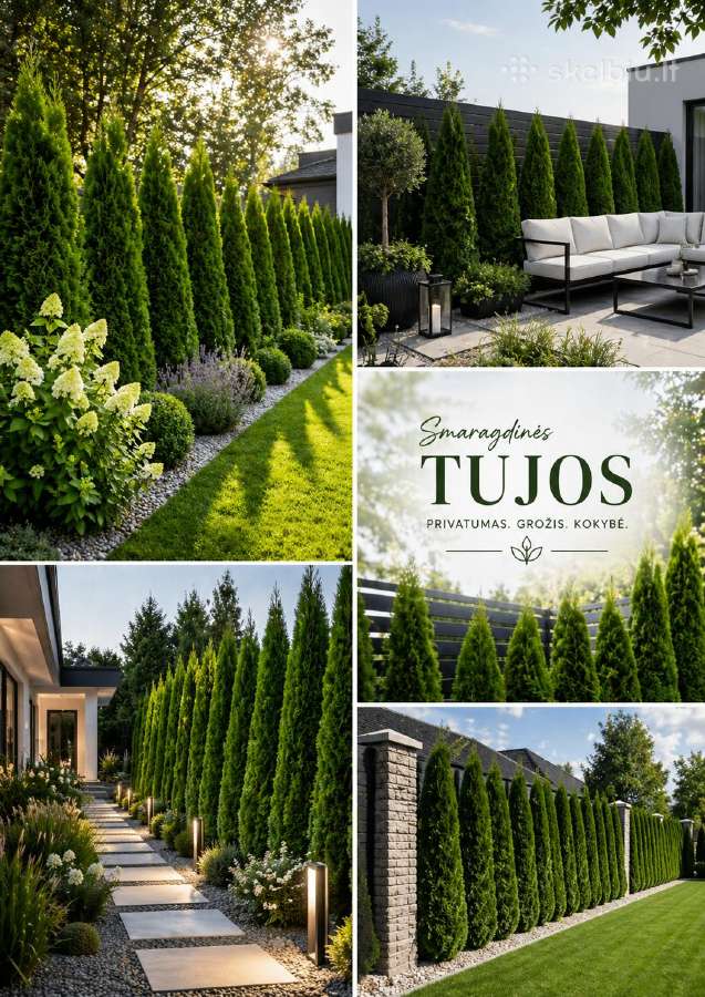 Nuostabios, vešlios tujos Smaragd 200-230 cm