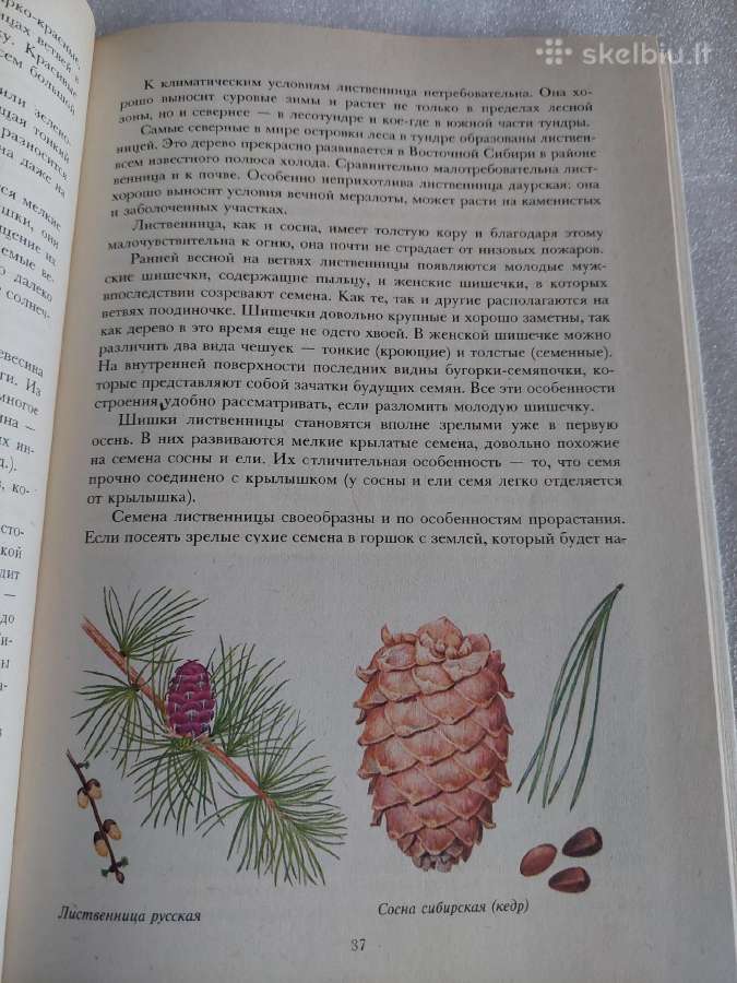 Растительный мир нашей Родины - nuotraukos Nr. 4