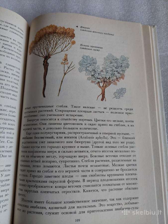 Растительный мир нашей Родины - nuotraukos Nr. 5