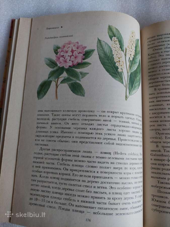 Растительный мир нашей Родины - nuotraukos Nr. 6