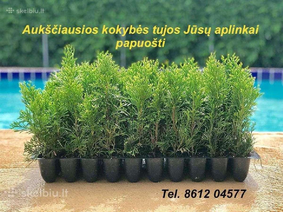 Tujų sodinukai Jūsų gyvatvorei