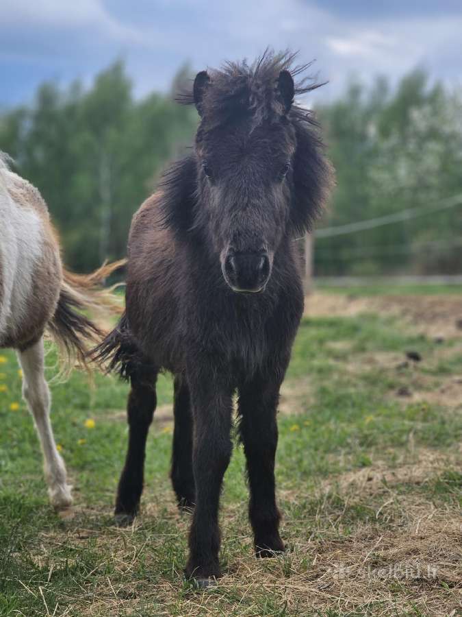 Parduodamas ponis (augs aukštesnis)