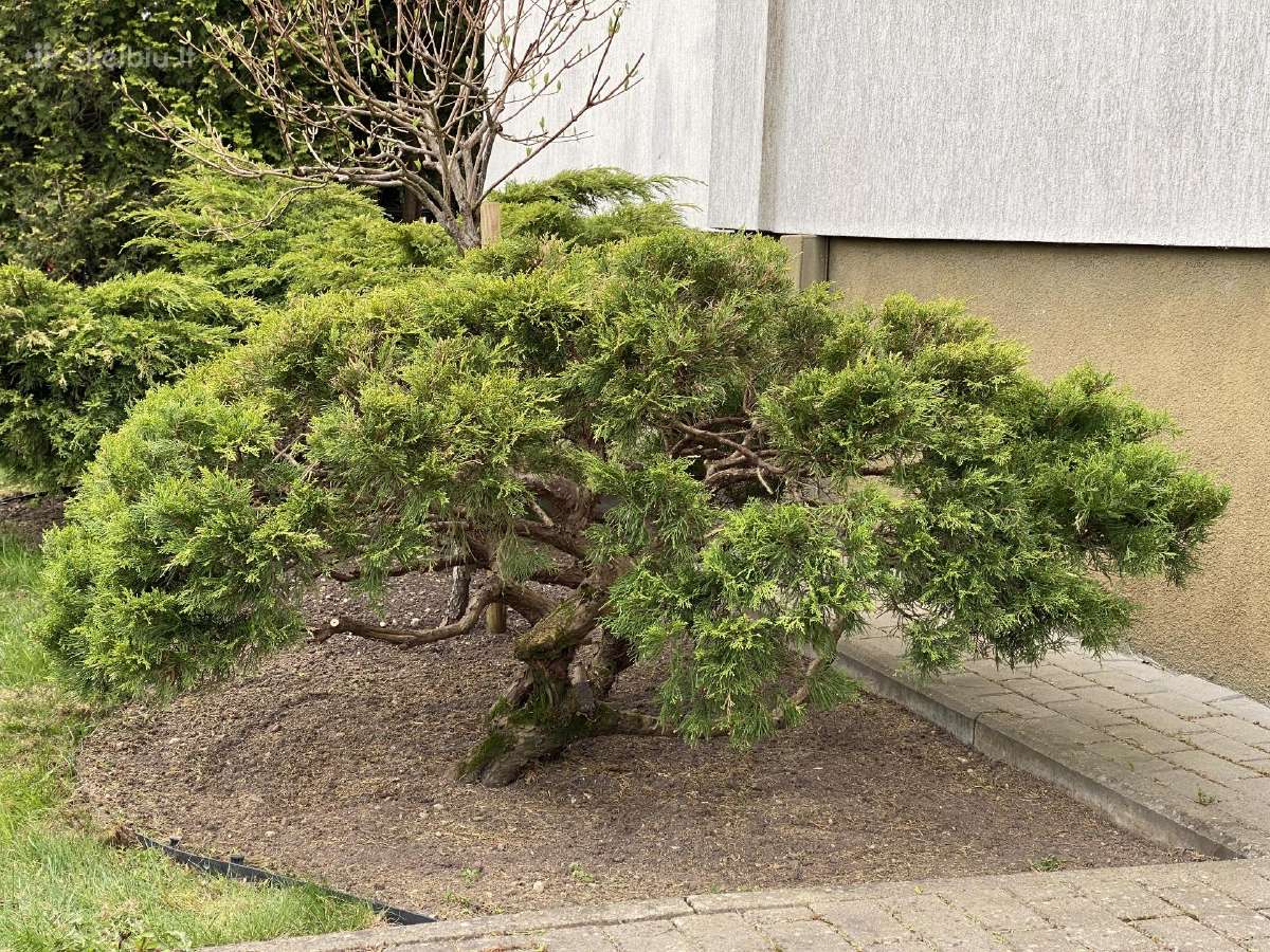 Po