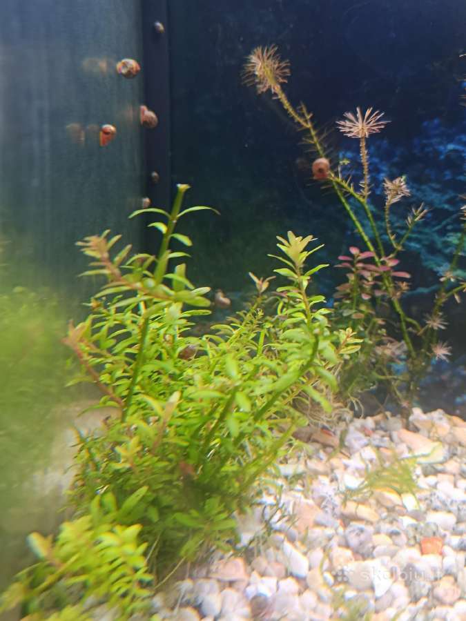 Rotala rotundifolia