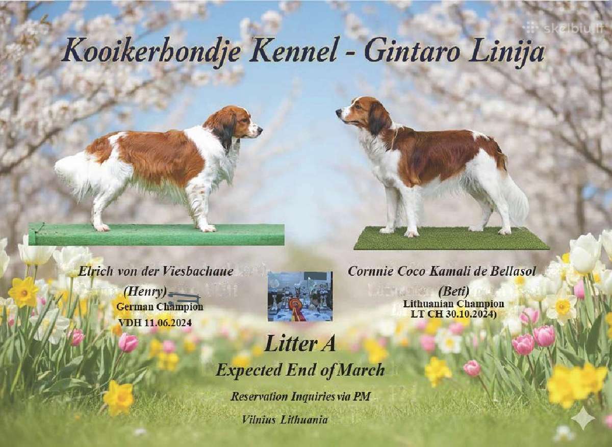 Parduodami Kooikerhondje Nyderlandų spanieliai