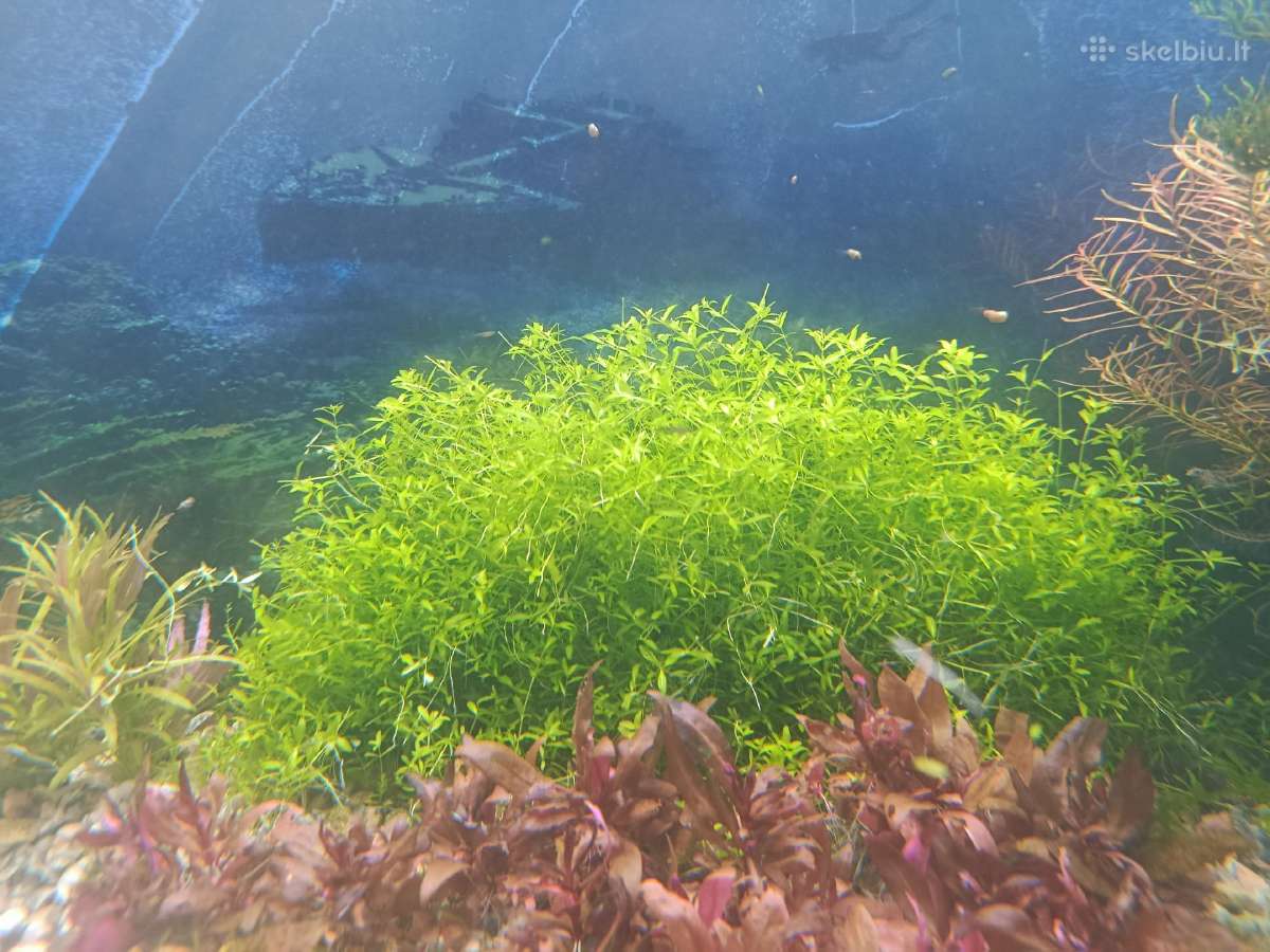 Hemianthus micranthemoides