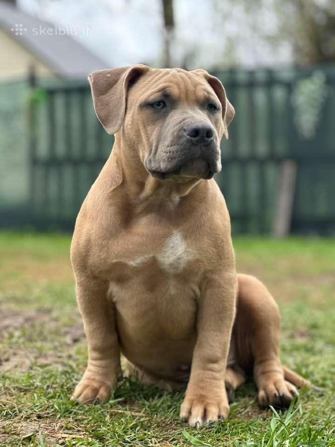 American Bully (standart)