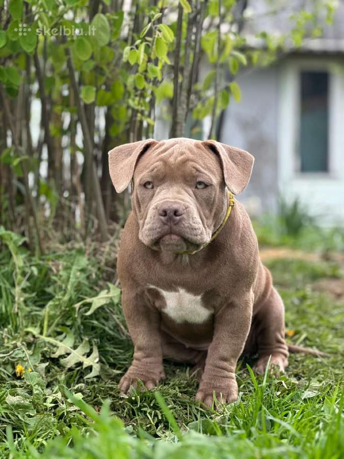 American Bully (poket)