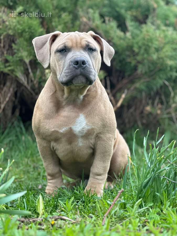 American Bully (standart)
