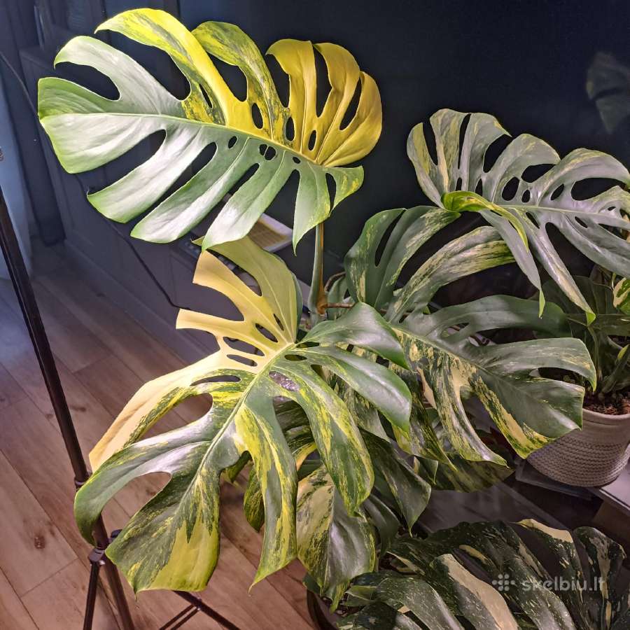 Monstera Borsigiana Aurea Tricolor - nuotraukos Nr. 2