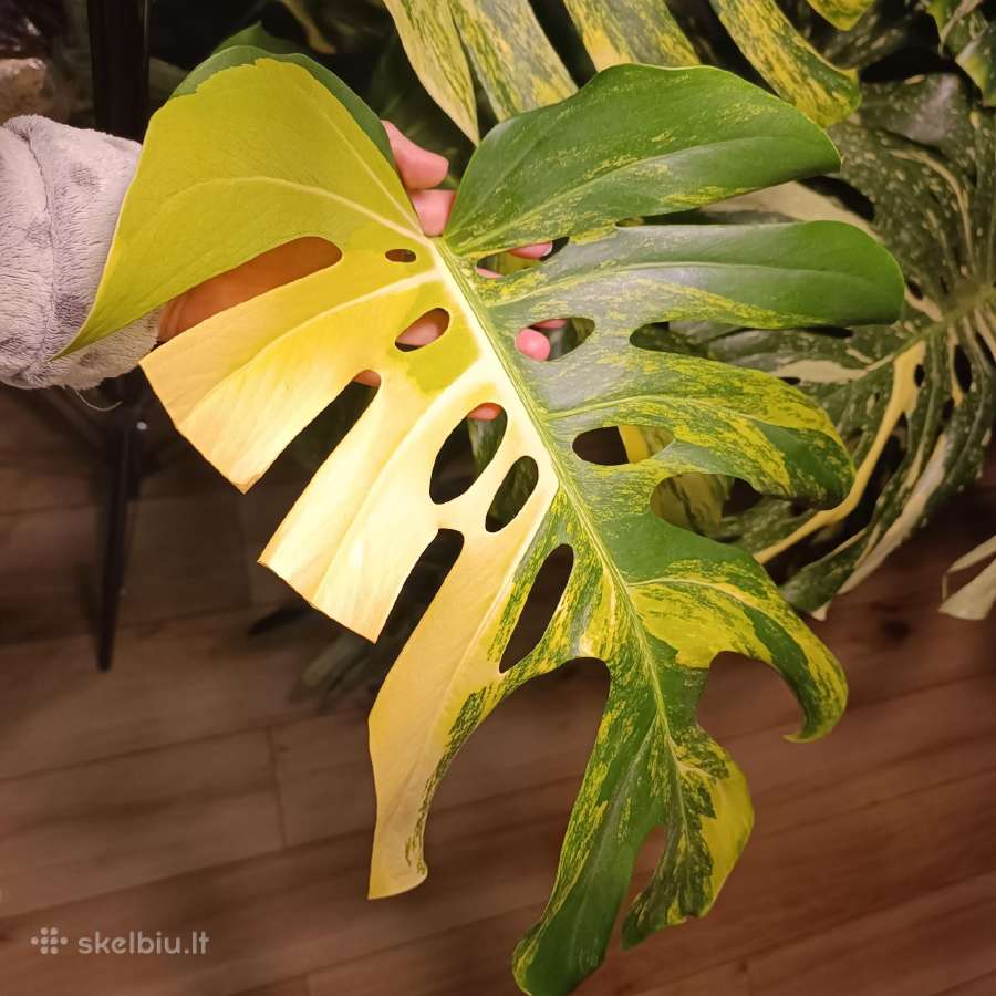 Monstera Borsigiana Aurea Tricolor - nuotraukos Nr. 3