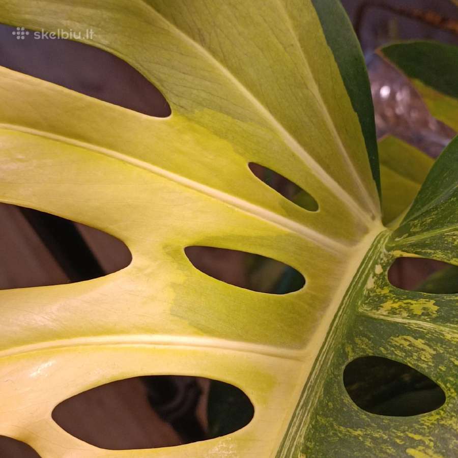 Monstera Borsigiana Aurea Tricolor - nuotraukos Nr. 4