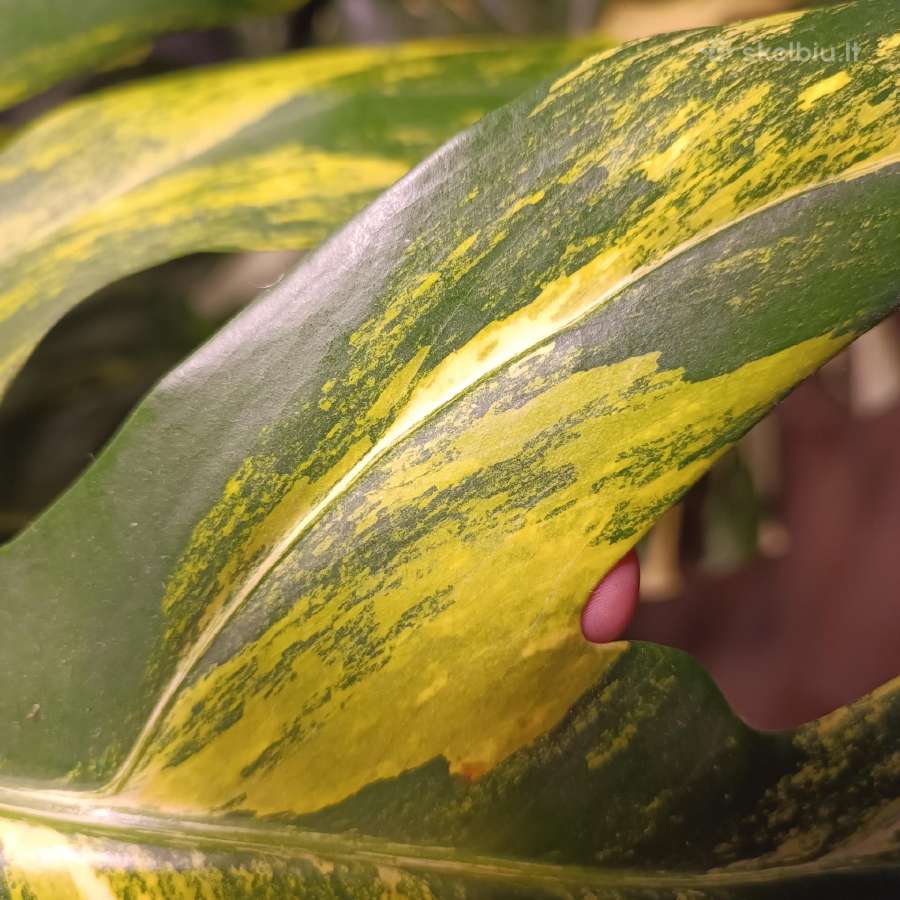 Monstera Borsigiana Aurea Tricolor - nuotraukos Nr. 5