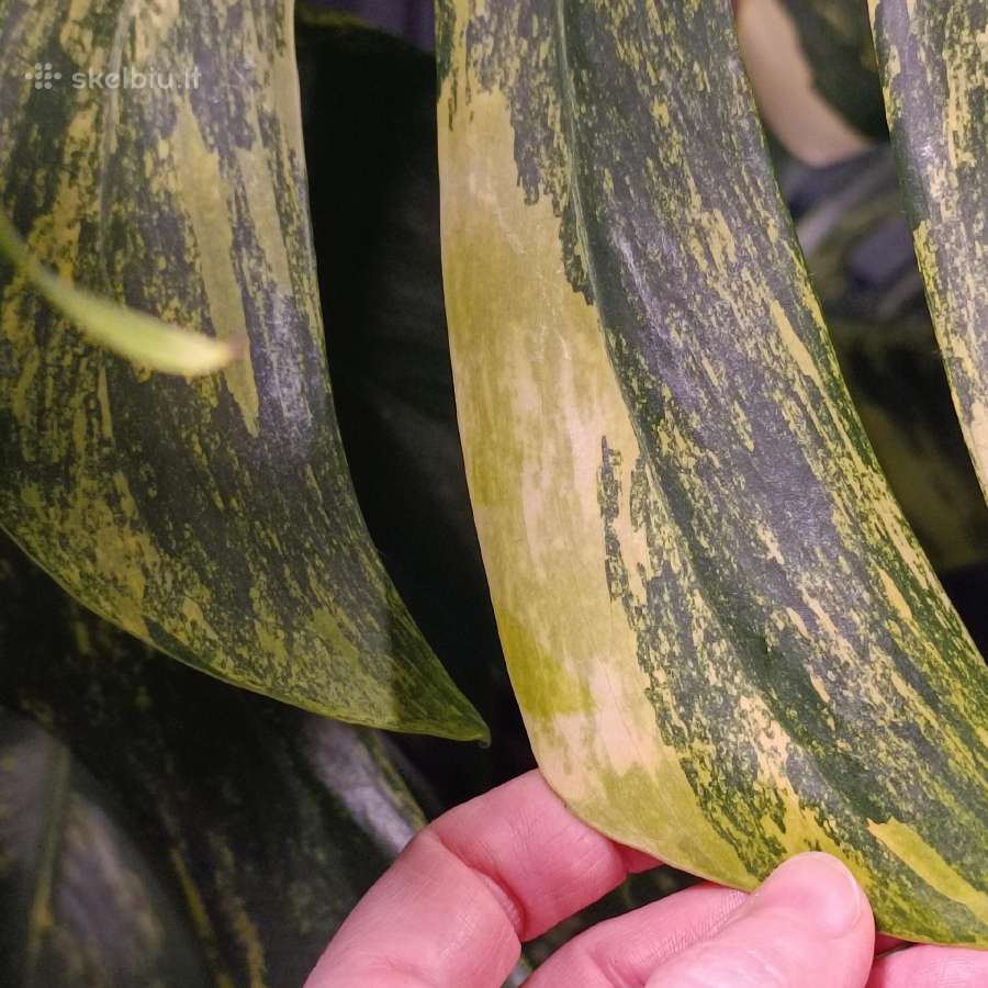 Monstera Borsigiana Aurea Tricolor - nuotraukos Nr. 6