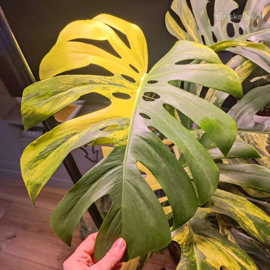 Monstera Borsigiana Aurea Tricolor karpiniai