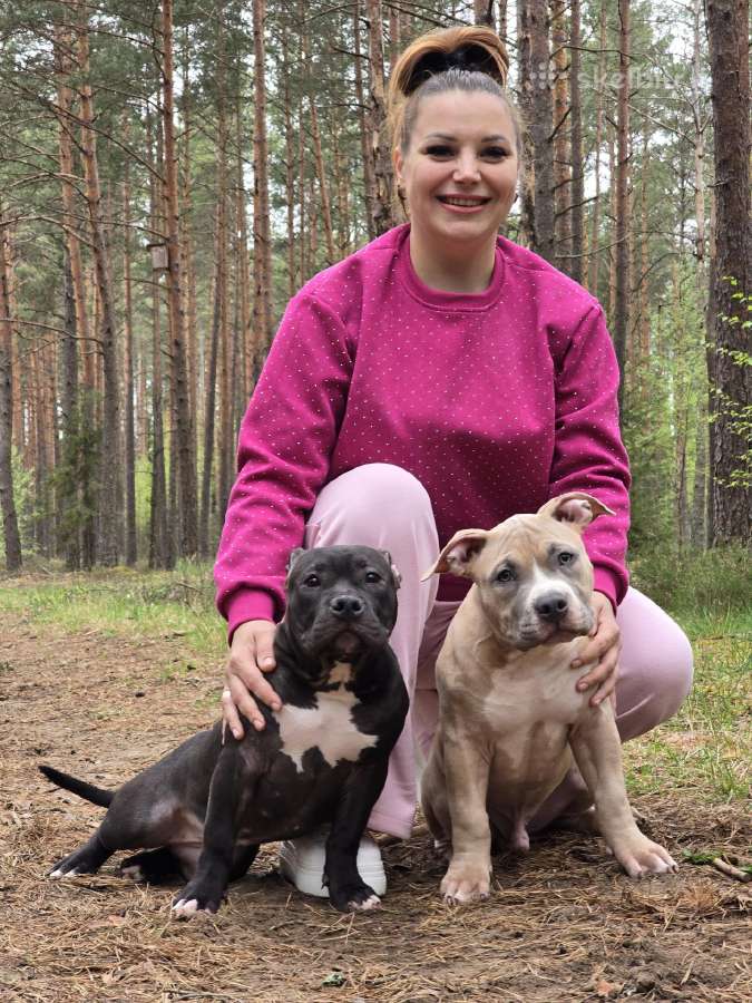 American Bully šuniukai