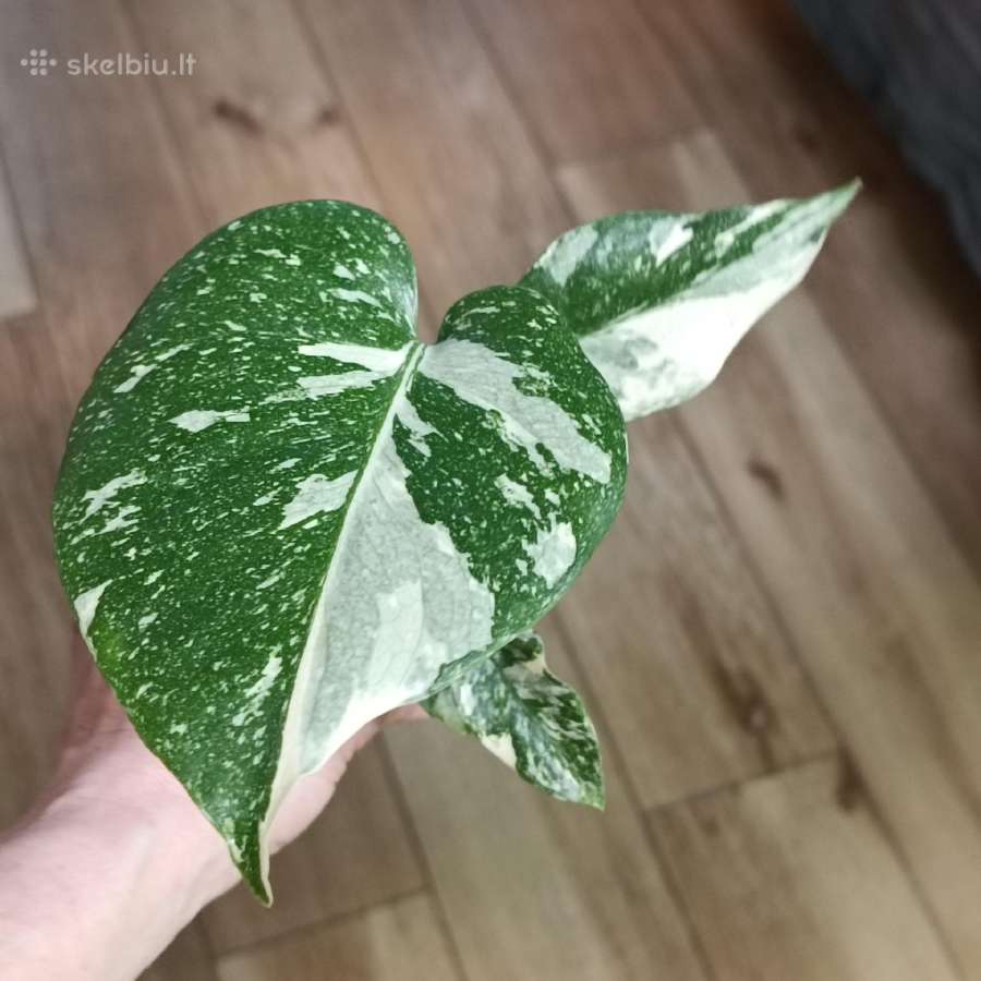 Monstera Deliciosa Thai Constellation