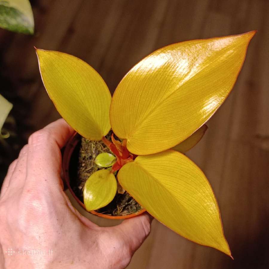 Philodendron Golden Mars