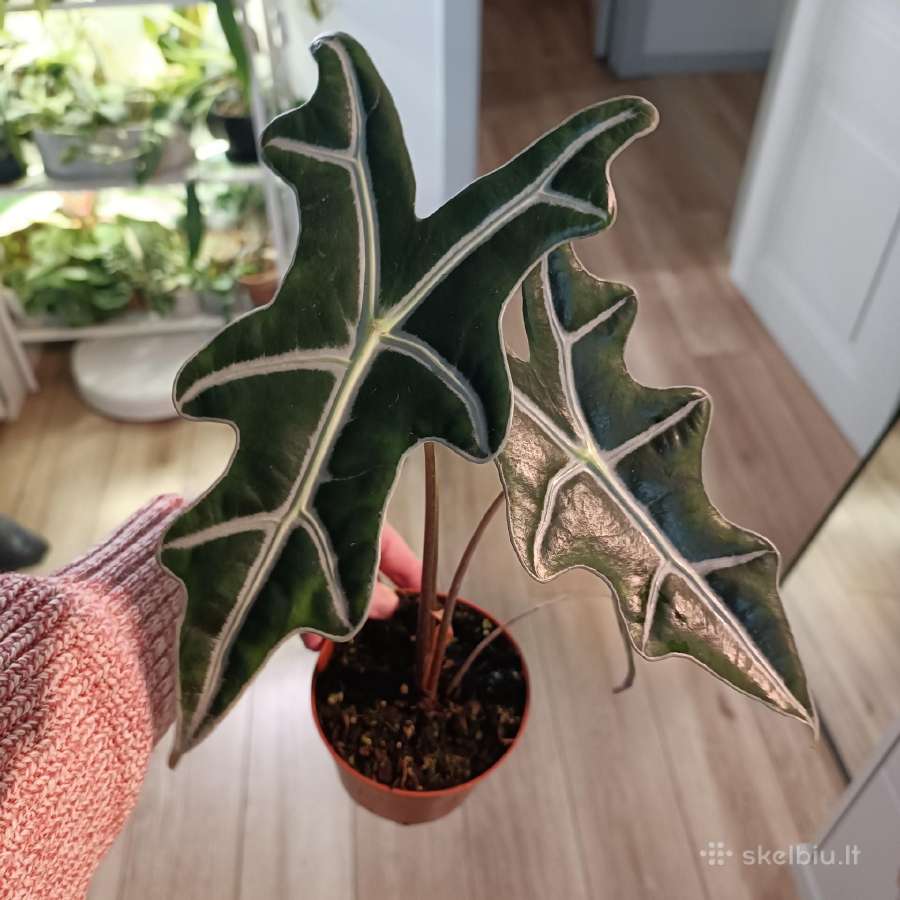 Alocasia Nobilis