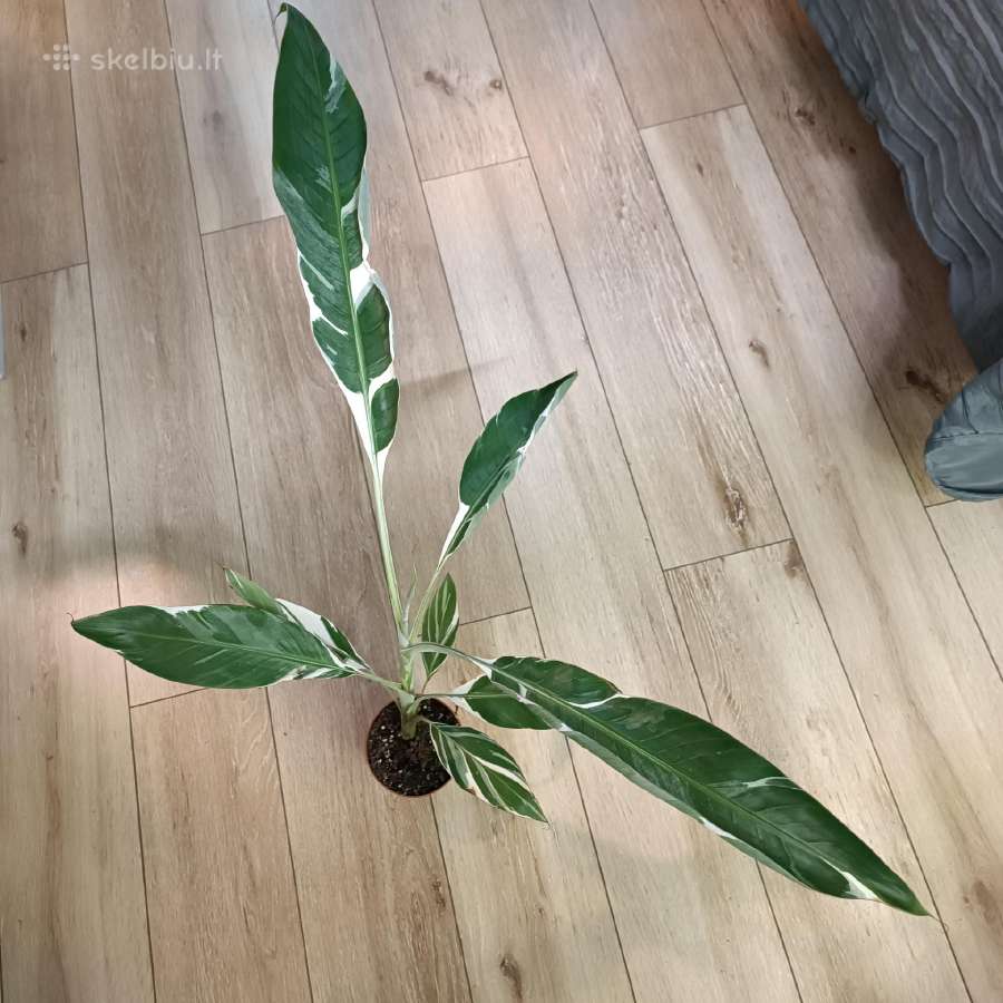 Musa Florida variegated - nuotraukos Nr. 12