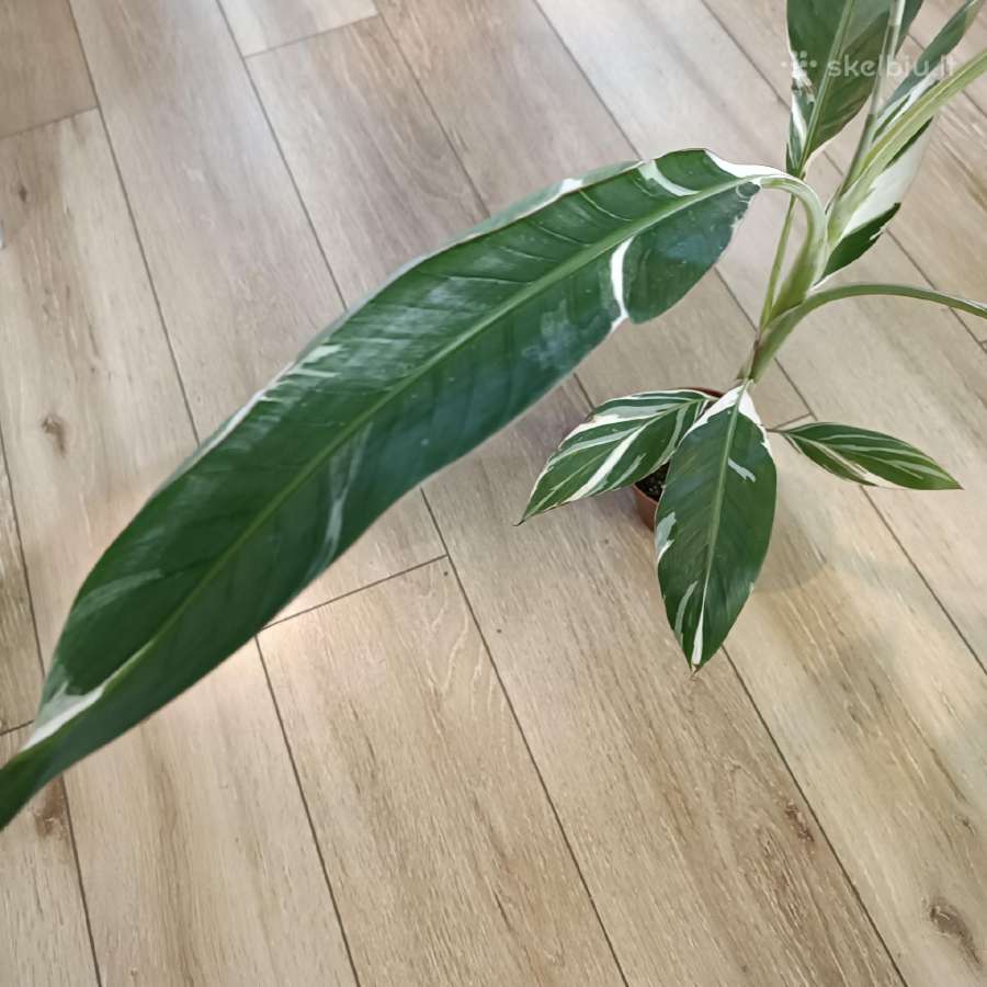 Musa Florida variegated - nuotraukos Nr. 2