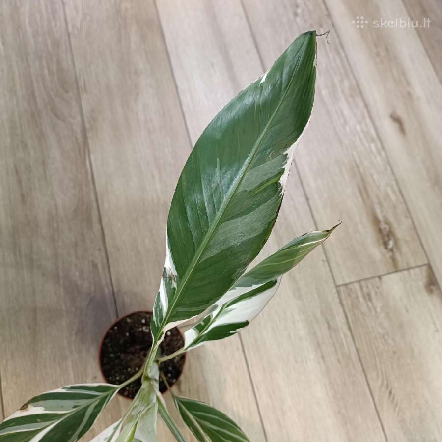 Musa Florida variegated - nuotraukos Nr. 3