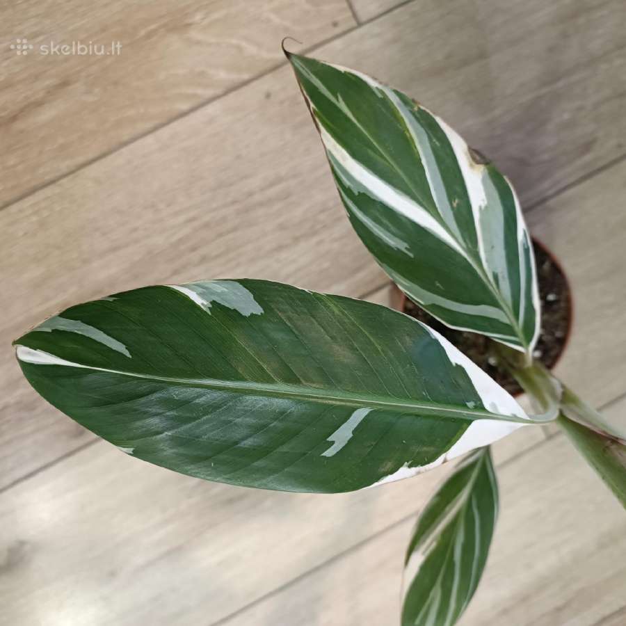 Musa Florida variegated - nuotraukos Nr. 4