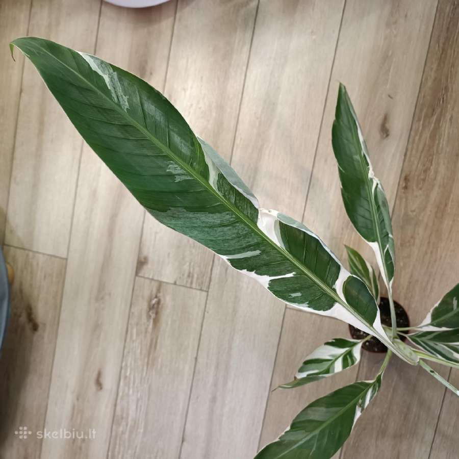 Musa Florida variegated - nuotraukos Nr. 5