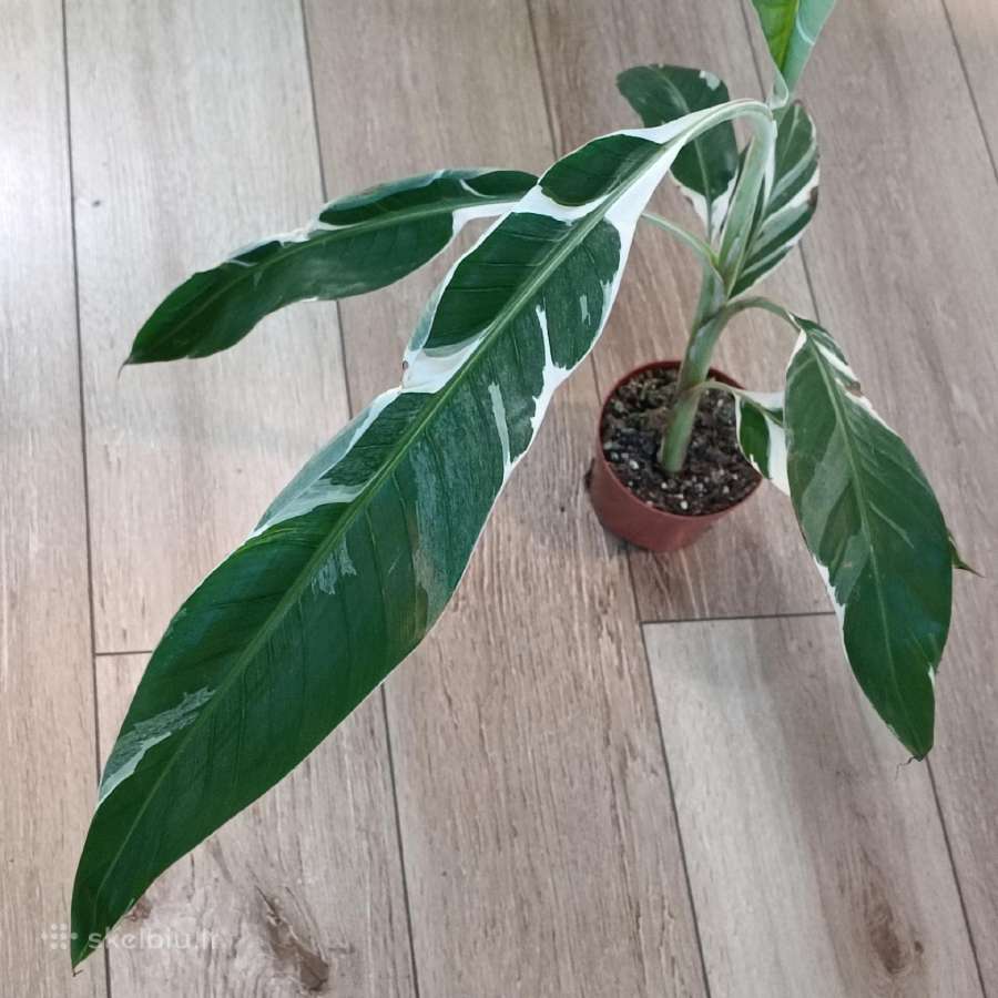 Musa Florida variegated