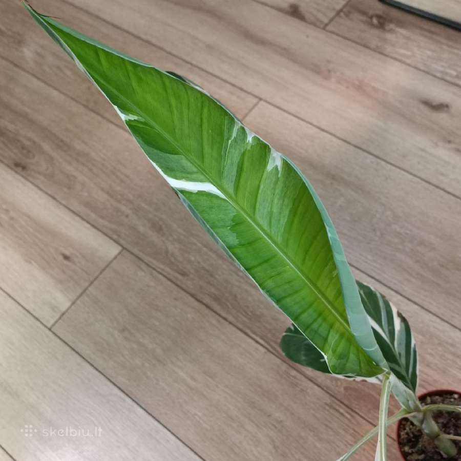 Musa Florida variegated - nuotraukos Nr. 7