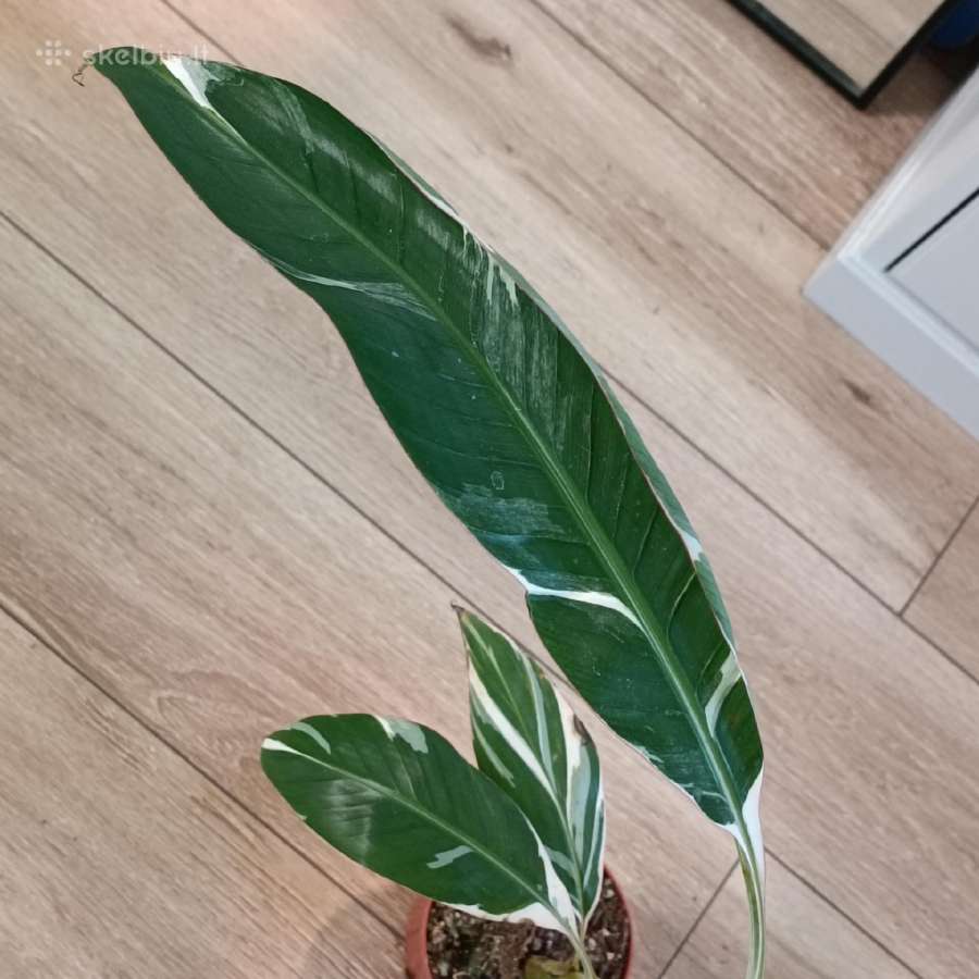 Musa Florida variegated - nuotraukos Nr. 6