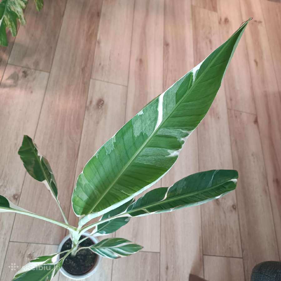 Musa Florida variegated - nuotraukos Nr. 8