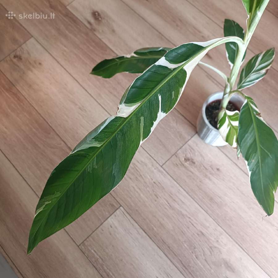 Musa Florida variegated - nuotraukos Nr. 9