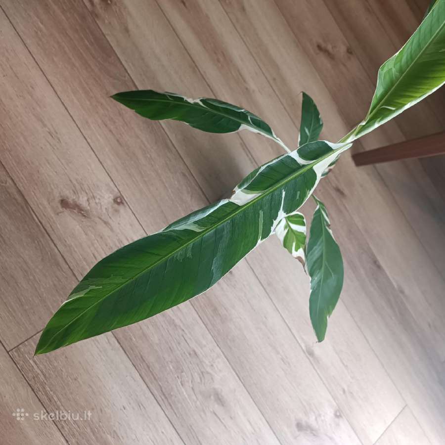 Musa Florida variegated - nuotraukos Nr. 10