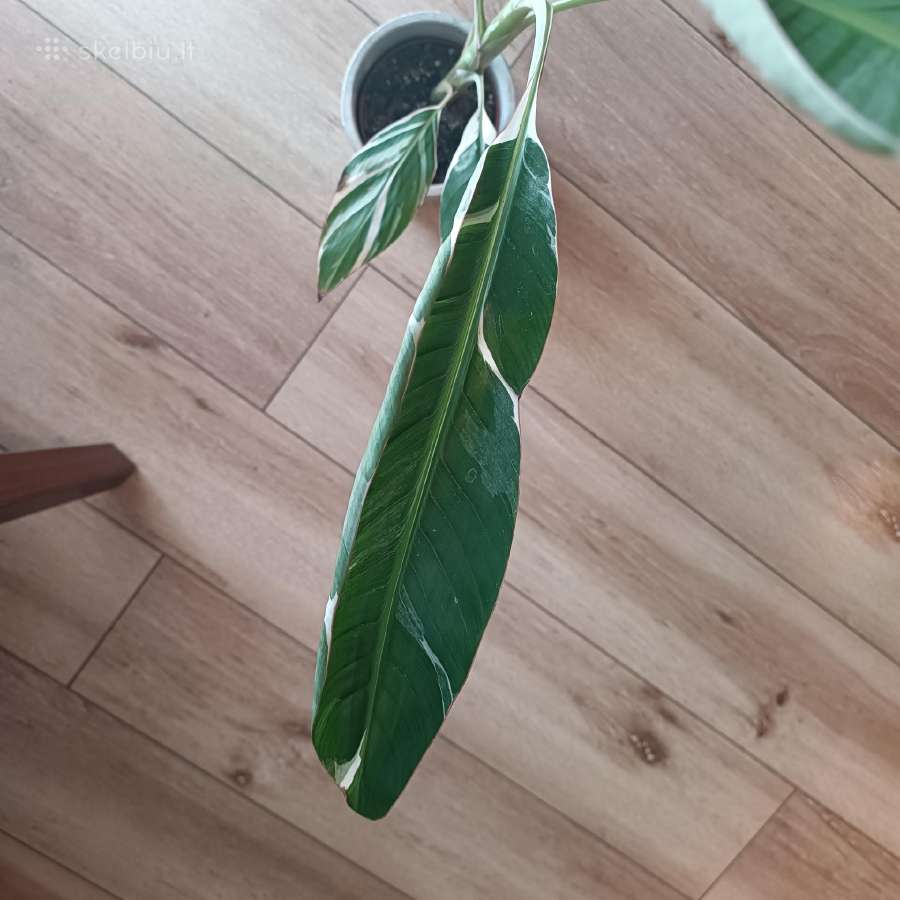 Musa Florida variegated - nuotraukos Nr. 11