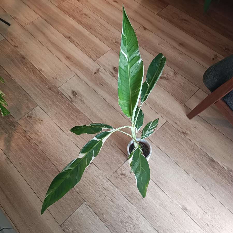 Musa Florida variegated - nuotraukos Nr. 13