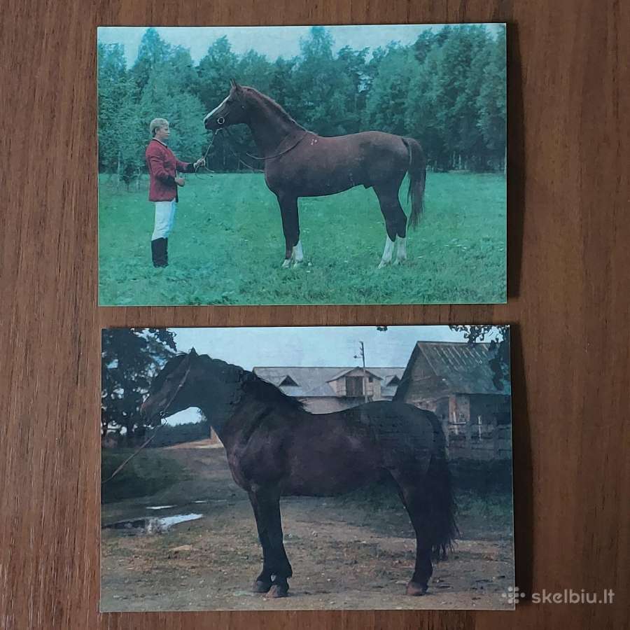 Atvirukų rinkinys 1986 m. - Lietuvos žirgai - nuotraukos Nr. 10