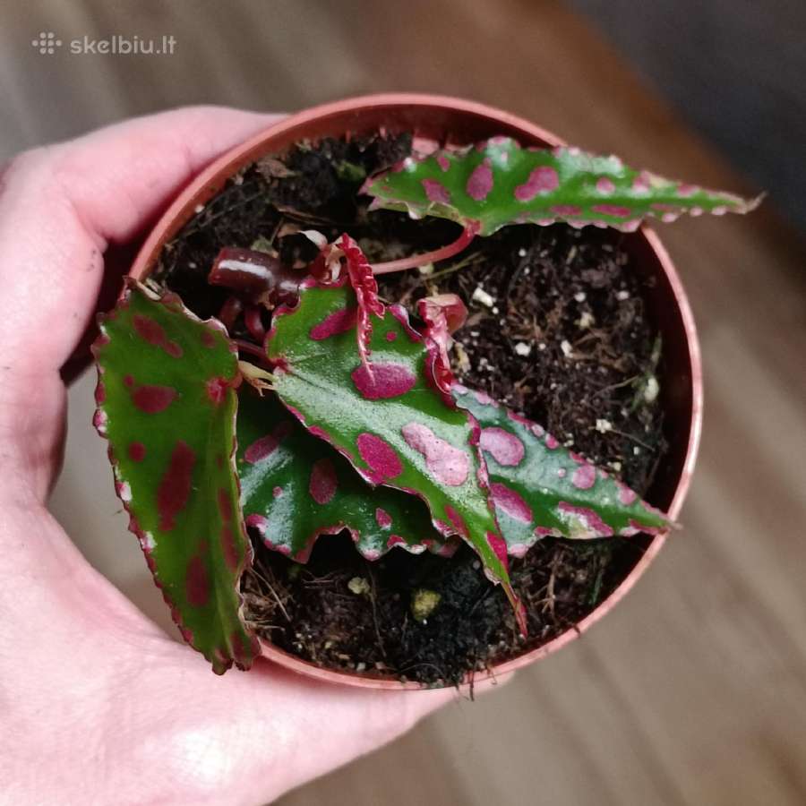 Begonia Pink Dottie