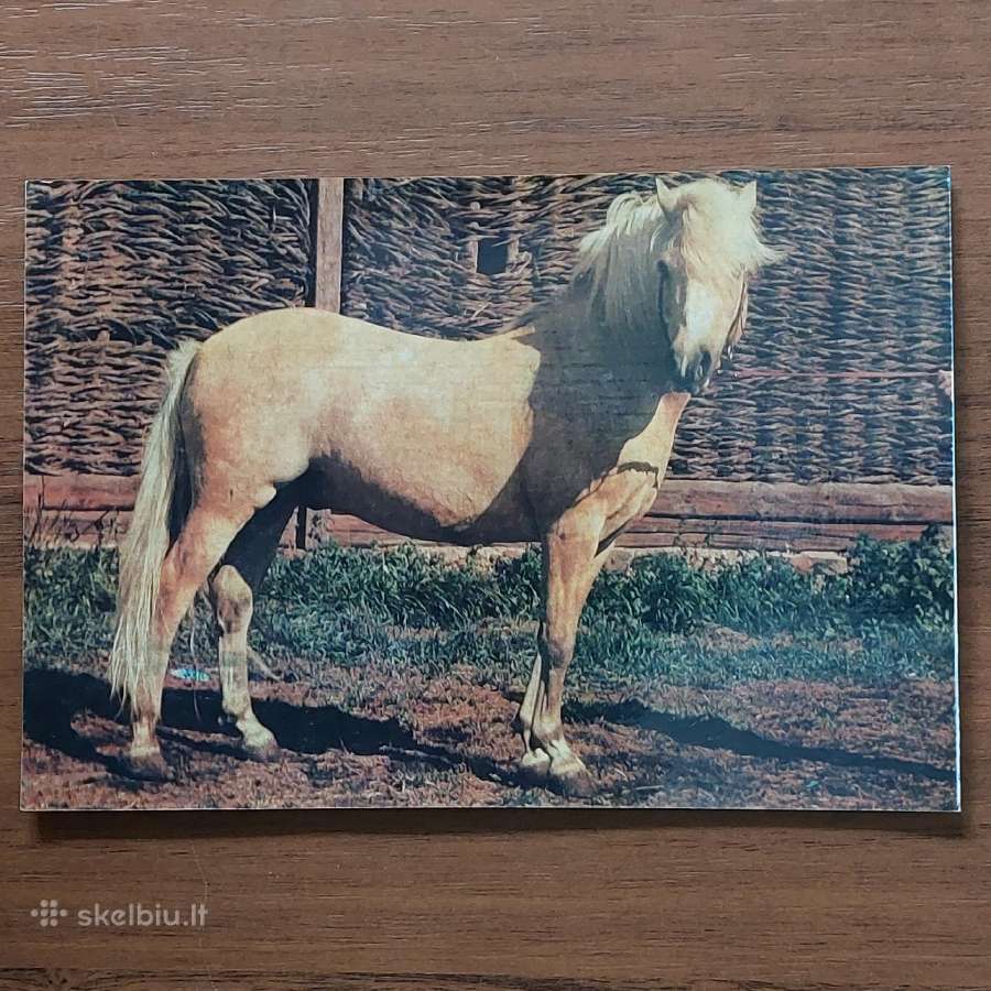 Atvirukų rinkinys 1986 m. - Lietuvos žirgai - nuotraukos Nr. 14