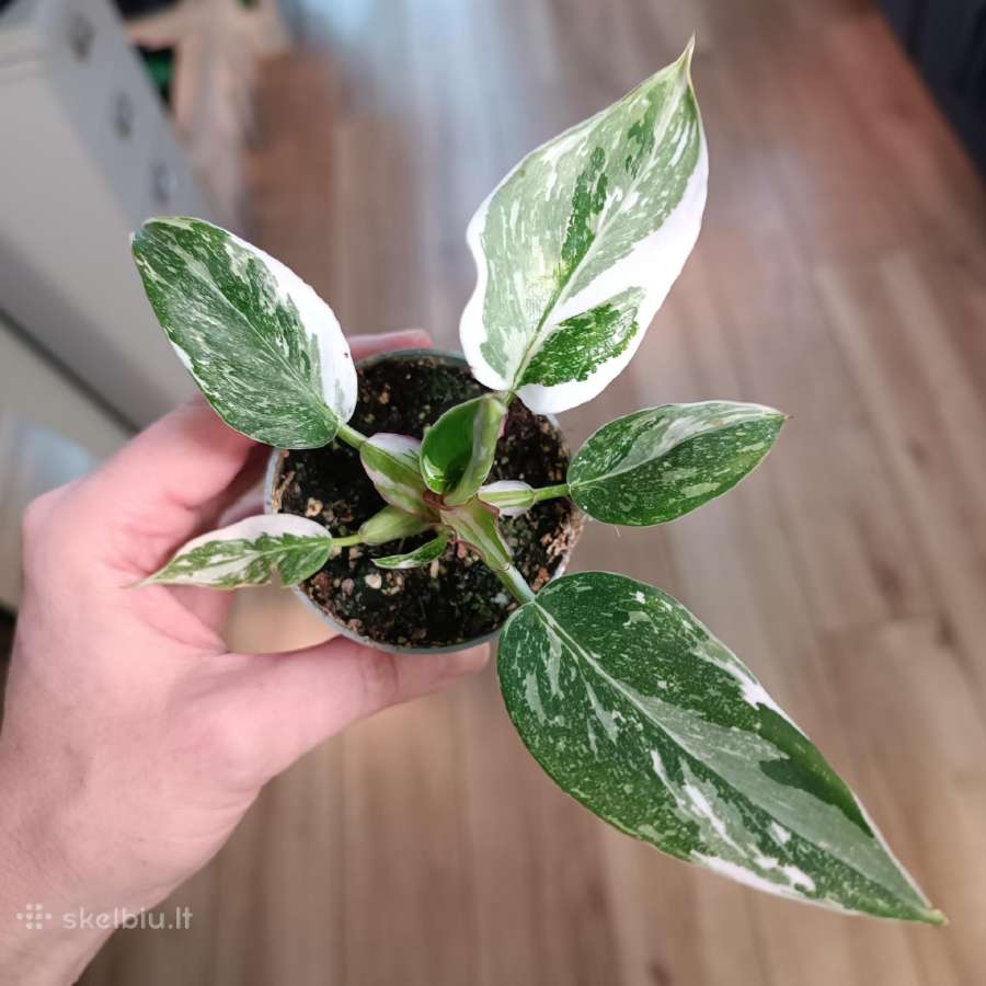 Philodendron White Princess