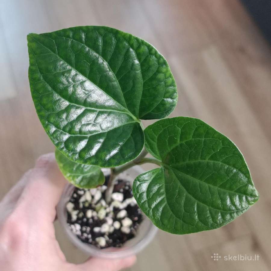 Piper Sarmentosum Lolot