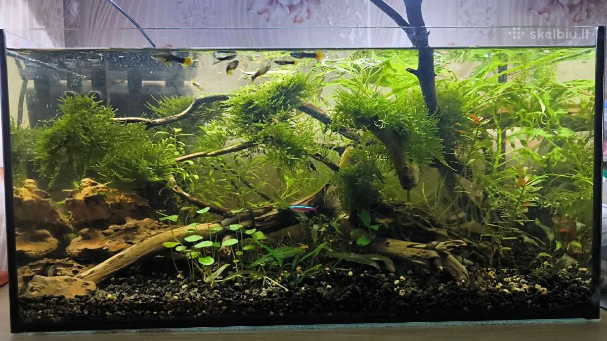 Akvariumas