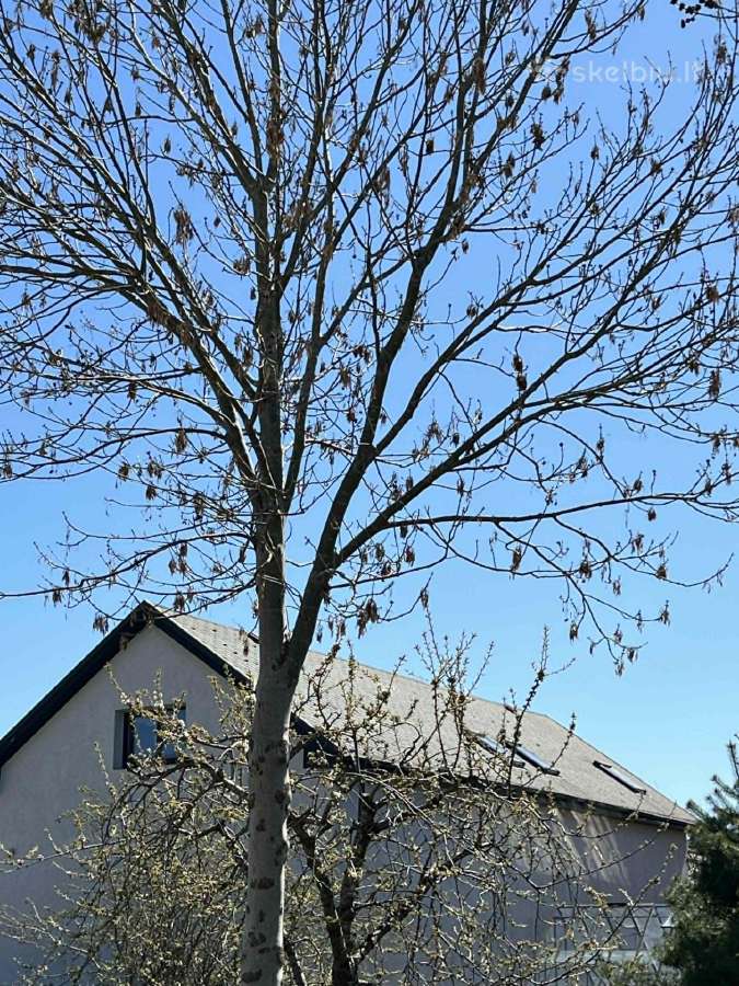 Parduodamas neirengtas namas Gargžduose - nuotraukos Nr. 6