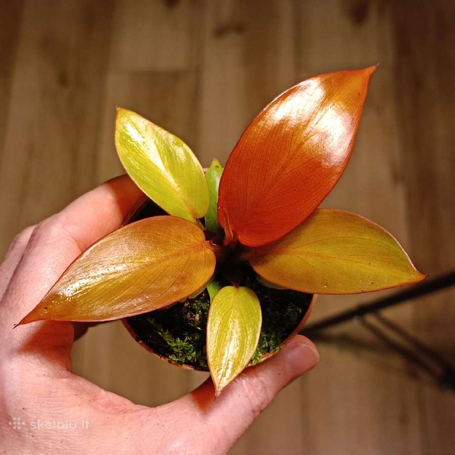 Philodendron Cherry Red