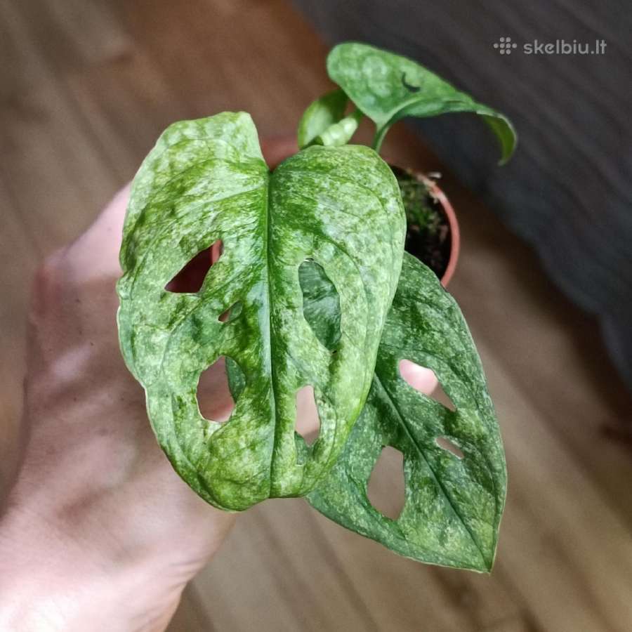 Monstera Adansonii Mint