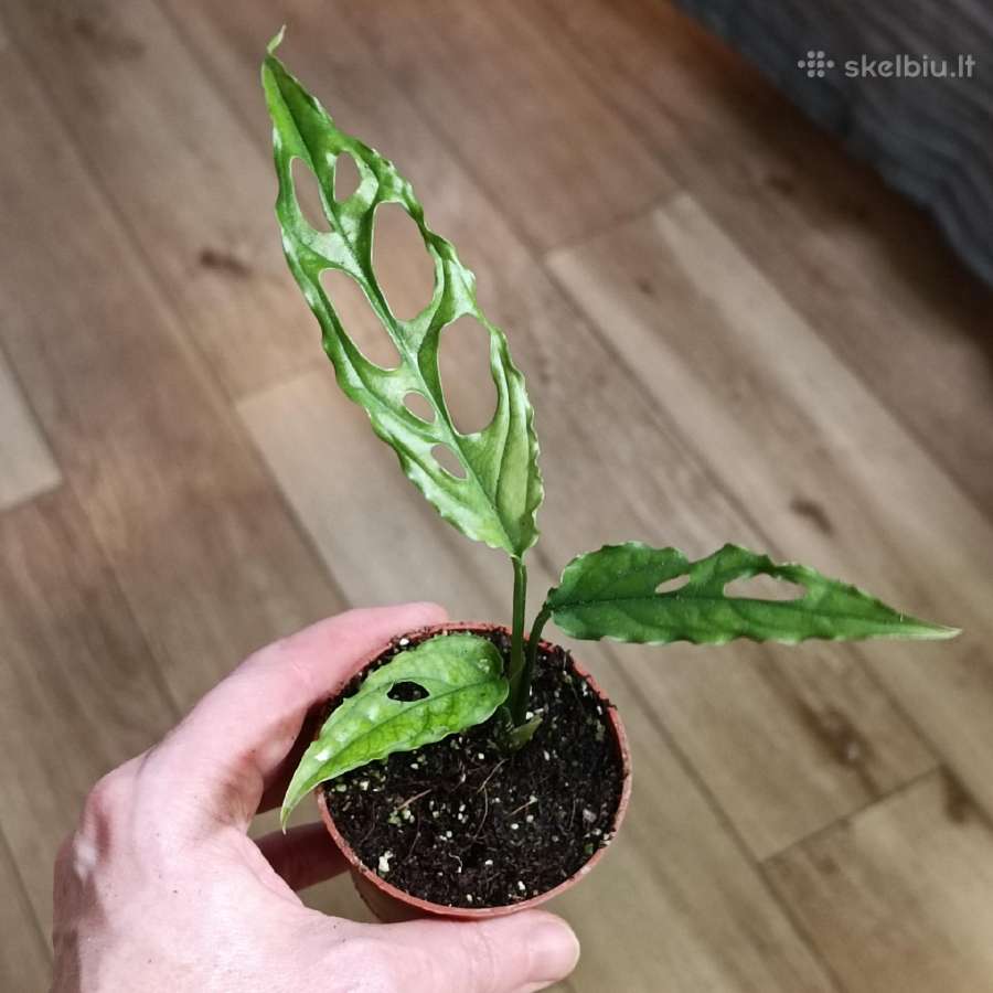 Monstera Obliqua Peru