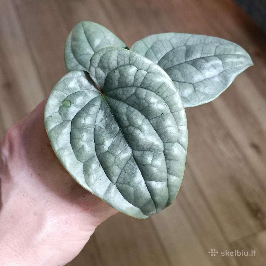 Anthurium Luxurians